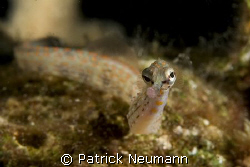 pipefish portrait taken with Canon 400D/Hugyfot by Patrick Neumann 